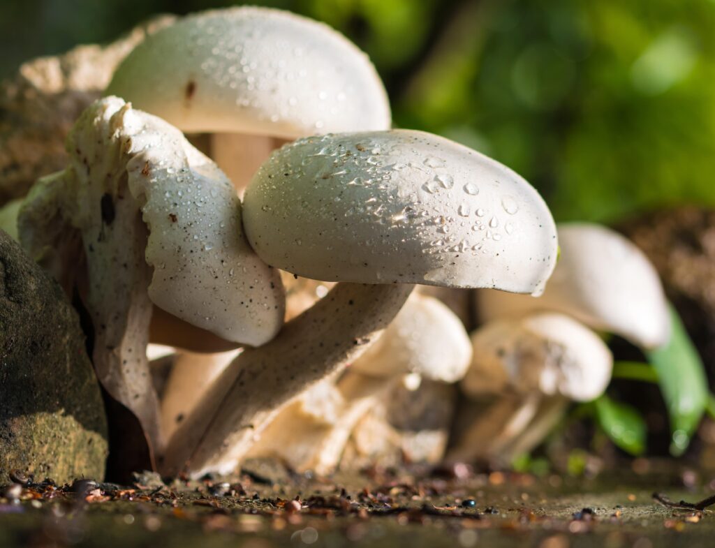 Mushrooms are changing health and wellness